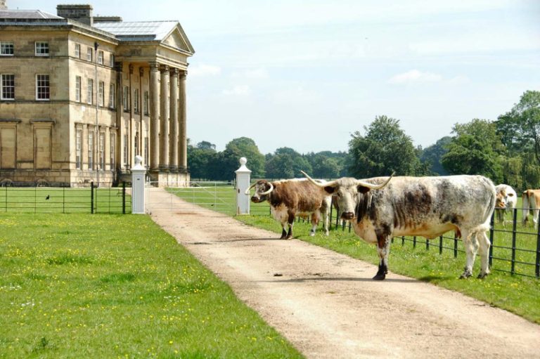 attingham 01 768x511