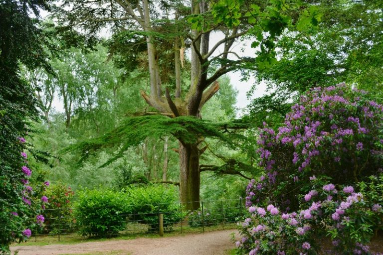 attingham 04 768x512